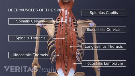 back and spine near freedom|Anatomy of the back: Spine and back muscles .
